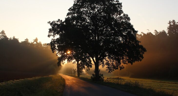 Twardość drewna kominkowego