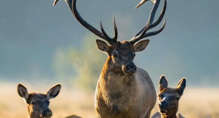 Revolution im Jagdbetrieb: Wildkammer mit Zerwirkraum – Ist das die ideale Kombination?